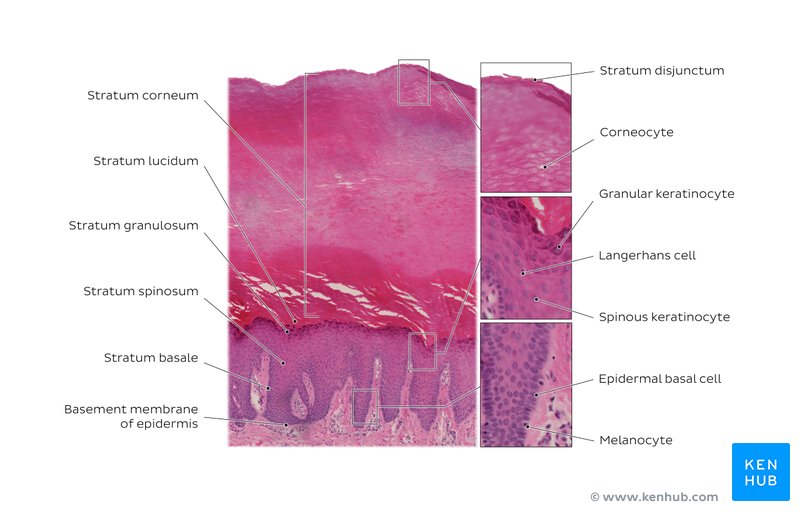 Layers of the epidermis. Stain: H&E. Medium magnification. 