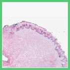 Histología del sistema digestivo