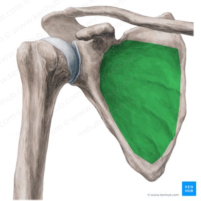 Subscapular fossa of scapula (Fossa subscapularis scapulae); Image: Yousun Koh