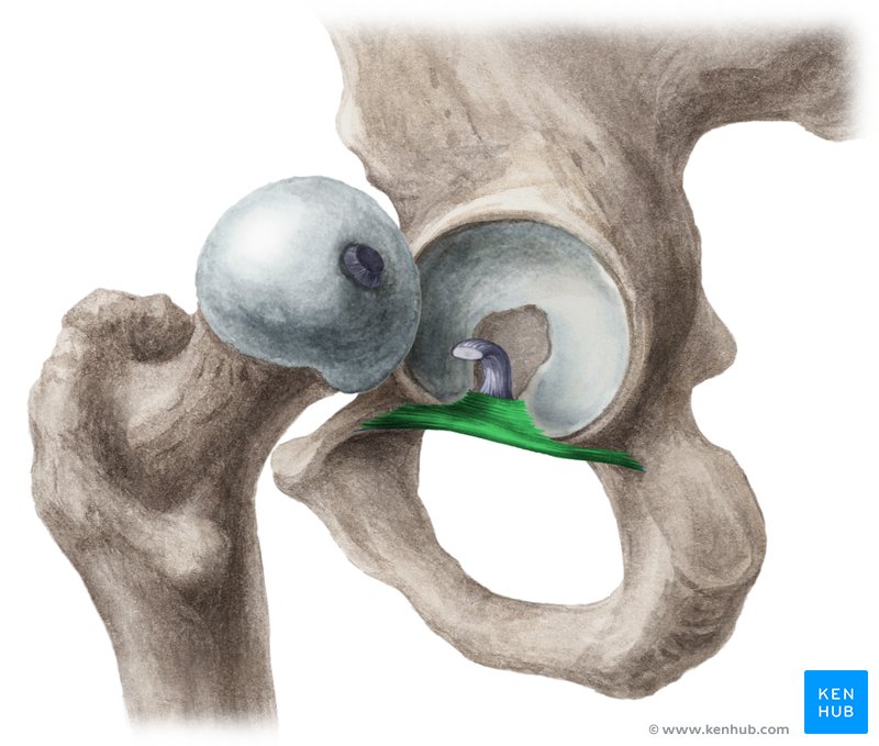 Transverse acetabular ligament - lateral-left view