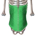 Abdominal wall