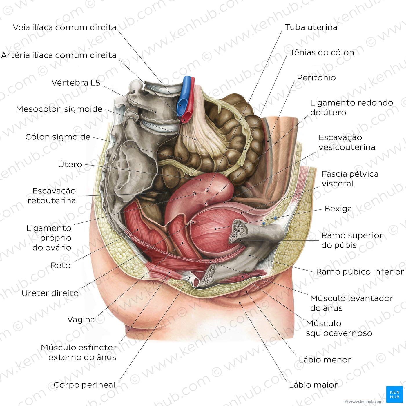 Pelve e períneo - Anatomia, vasos sanguíneos, nervos