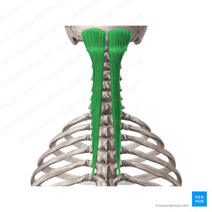 Músculo semiespinoso de la cabeza (Musculus semispinalis capitis); Imagen: Yousun Koh