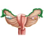 Tubas uterinas