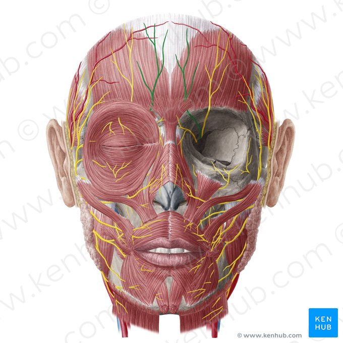 Supratrochlear nerve (Nervus supratrochlearis); Image: Yousun Koh