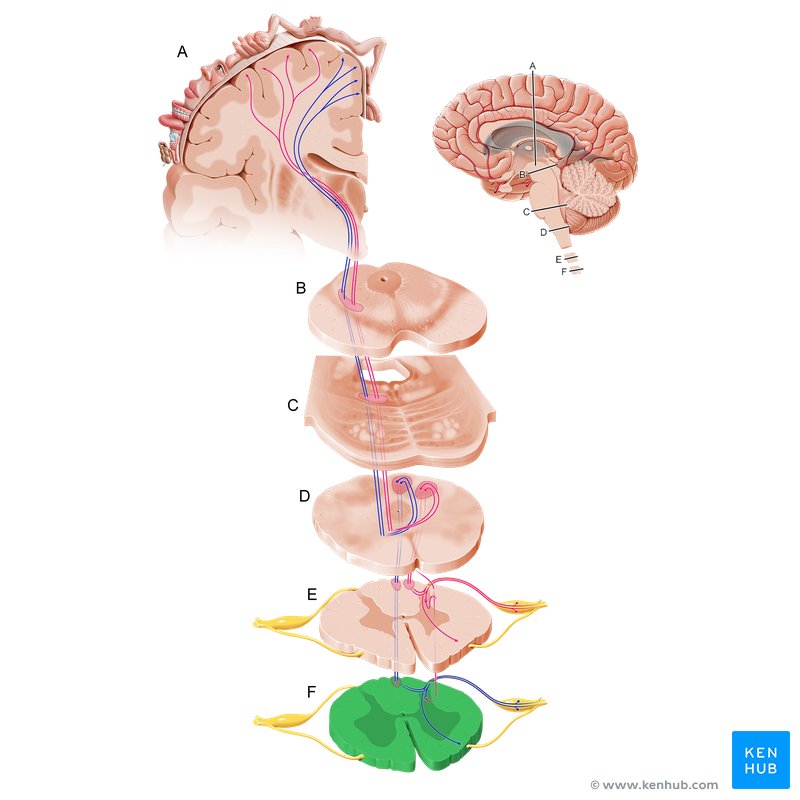 Parte lombar da medula espinal (verde) - perspetiva axial