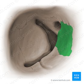 Orbital plate of ethmoid bone (Lamina orbitalis ossis ethmoidalis); Image: Paul Kim