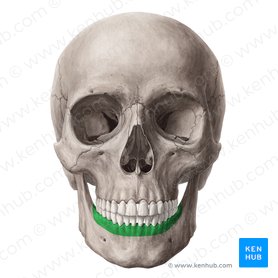 Processo alveolar da mandíbula (Processus alveolaris mandibulae); Imagem: Yousun Koh