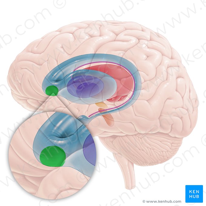 Núcleo accumbens (Nucleus accumbens); Imagen: Paul Kim