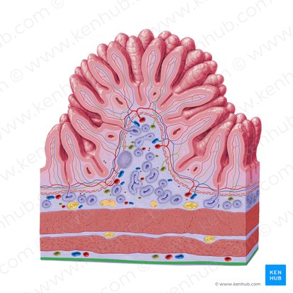 Mesothelium (Mesothel); Bild: Paul Kim