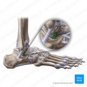 Lateral talocalcaneal ligament (Ligamentum talocalcaneum laterale); Image: Liene Znotina