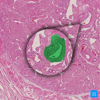 Artère hélicine du pénis (Arteria helicina penis); Image : 