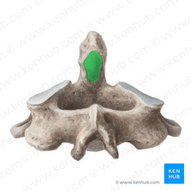 Carilla articular posterior del diente del axils (Facies articularis posterior dentis axis); Imagen: Liene Znotina