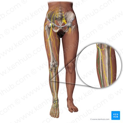 Nervio fibular superficial (Nervus fibularis superficialis); Imagen: Paul Kim