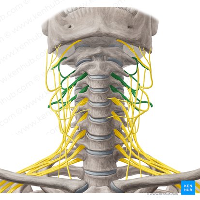 Plexus cervicalis (Halsgeflecht); Bild: Yousun Koh
