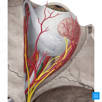 Arteria central de la retina (Arteria centralis retinae); Imagen: Yousun Koh