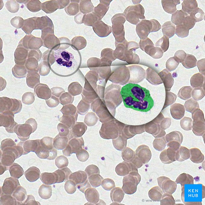 Cytoplasm (Cytoplasma); Image: 