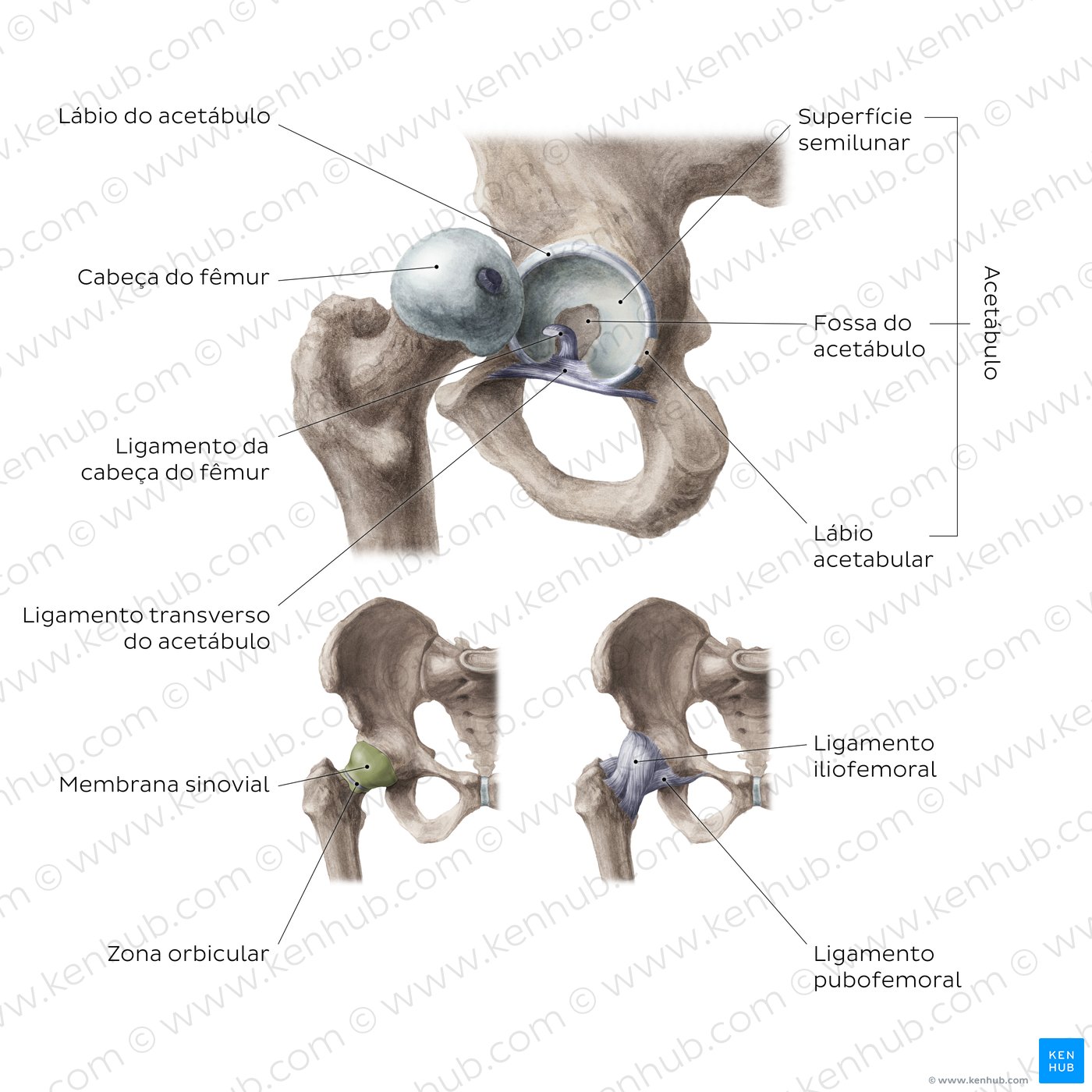 Articulação do quadril (anca) - vista geral