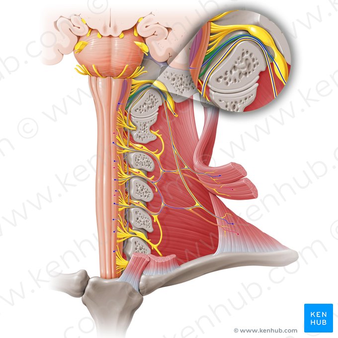 Raíz craneal del nervio accesorio (Radix cranialis nervi accessorii); Imagen: Paul Kim