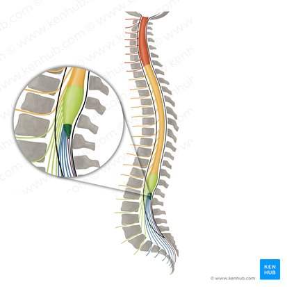 Medullary cone (Conus medullaris); Image: Irina Münstermann