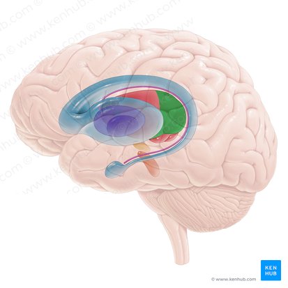 Pulvinar del tálamo (Pulvinar thalami); Imagen: Paul Kim