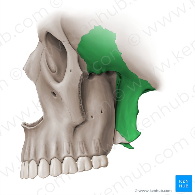 Hueso esfenoides (Os sphenoidale); Imagen: Paul Kim