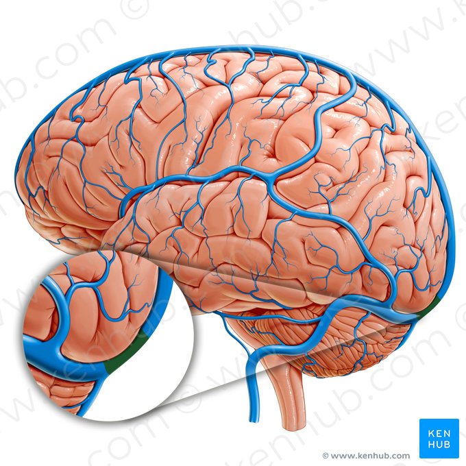 Confluent des sinus (Confluens sinuum); Image : Paul Kim