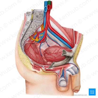 Abdominal aorta (Aorta abdominalis); Image: Irina Münstermann