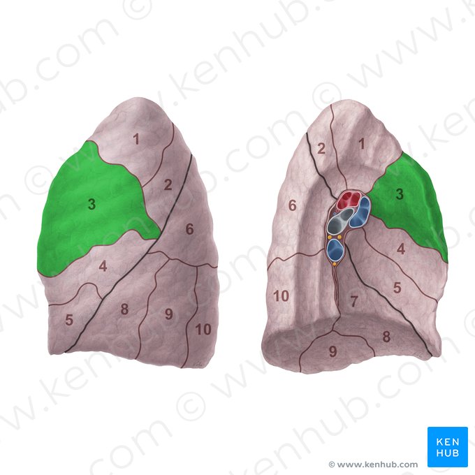 Segmentum anterius pulmonis sinistri (Anteriores Segment der linken Lunge); Bild: Paul Kim