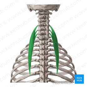 Músculo iliocostal do pescoço (Musculus iliocostalis cervicis); Imagem: Yousun Koh
