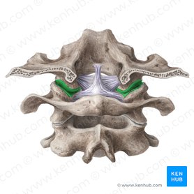 Articulação atlanto-occipital (Articulatio atlantooccipitalis); Imagem: Liene Znotina