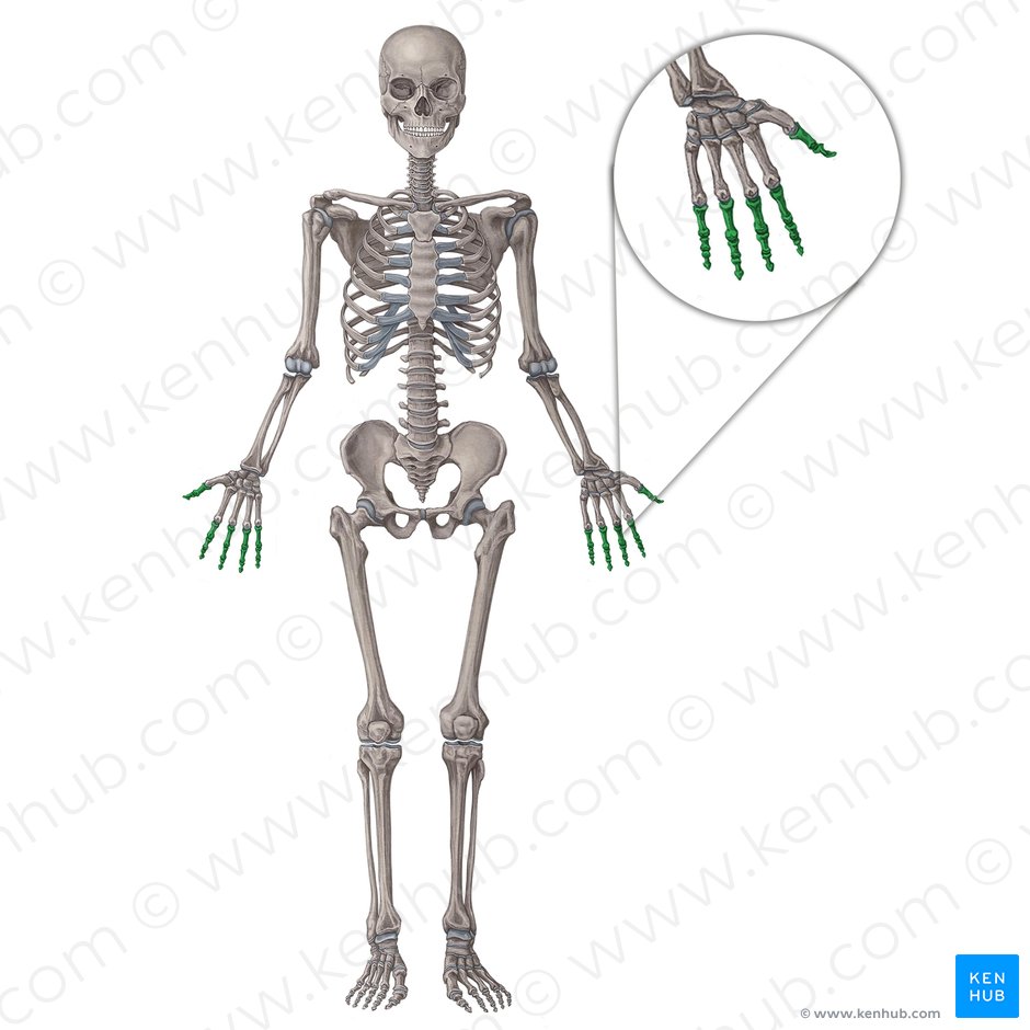 Bones: Anatomy, function, types and clinical aspects | Kenhub