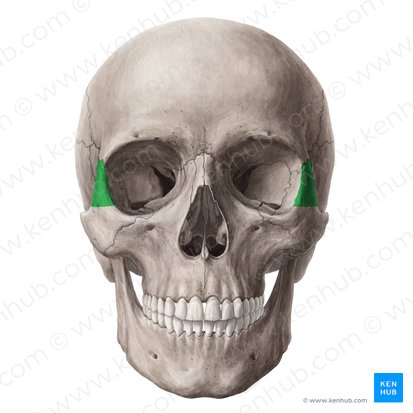 Frontal process of zygomatic bone (Processus frontalis ossis zygomatici); Image: Yousun Koh