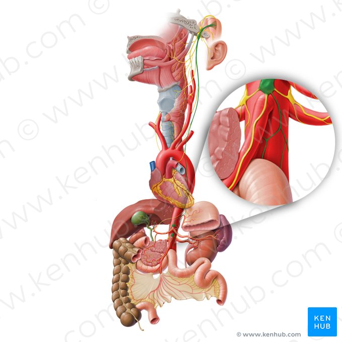 Plexus intermesentericus (Zwischengekrösegeflecht); Bild: Paul Kim