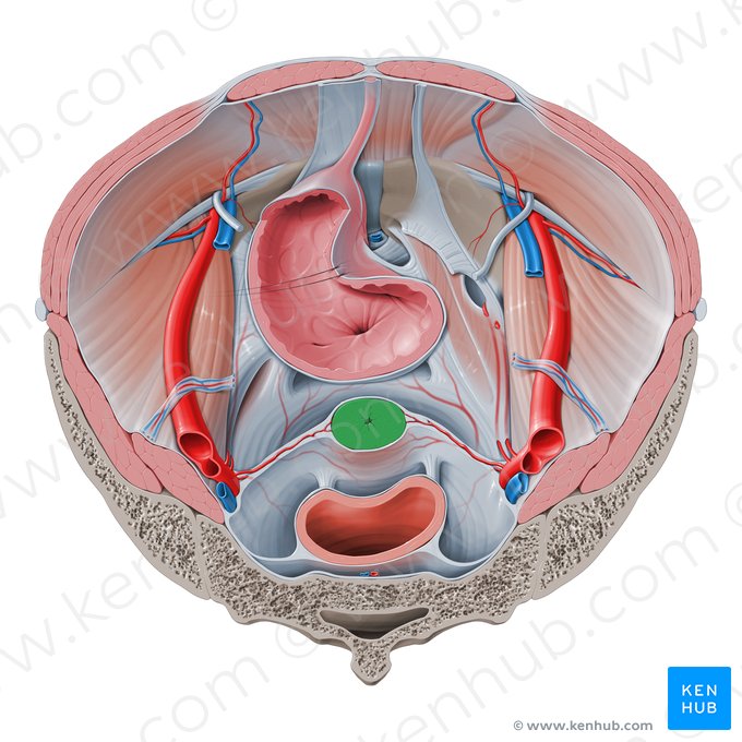 Cervix uteri (Gebärmutterhals); Bild: Paul Kim