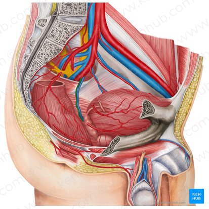 Arteria rectal media izquierda (Arteria anorectalis media sinistra); Imagen: Irina Münstermann