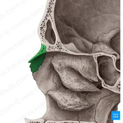 Osso nasal (Os nasale); Imagem: Yousun Koh