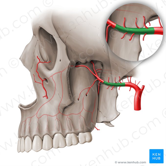 Porción pterigoidea de la arteria maxilar (Pars pterygoidei arteriae maxillaris); Imagen: Paul Kim
