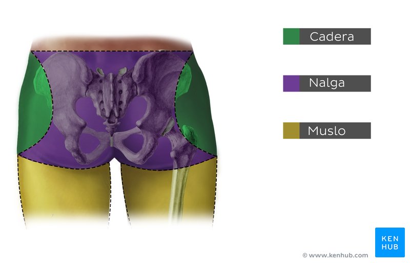 Región glútea: Anatomía de la cadera, nalga y muslo.