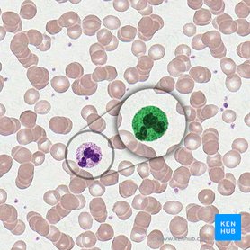 Neutrophil (Granulocytus neutrophilus); Image: 