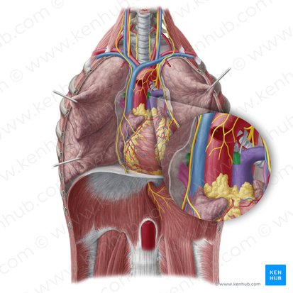 Arteria pulmonalis dextra (Rechte Lungenarterie); Bild: Yousun Koh