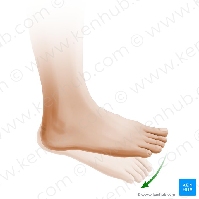 Flexão plantar do pé (Plantarflexio pedis); Imagem: Paul Kim