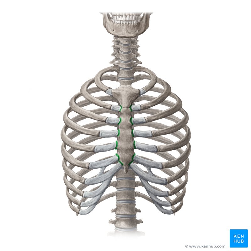 Sternochondral joint (Articulatio sternochondrales)