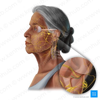 Vestibulocochlear nerve (Nervus vestibulocochlearis); Image: Tal Bavli Ziv