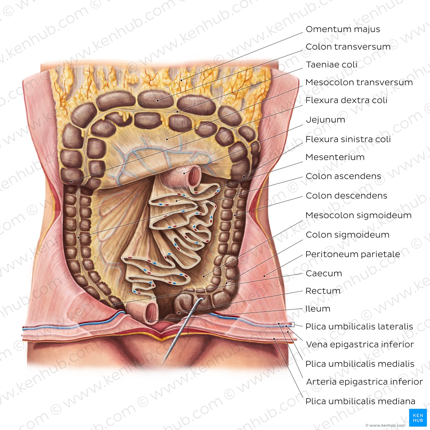 Mesentery (diagram)