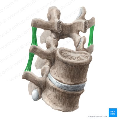 Intertransverse ligament (Ligamenta intertransversaria); Image: Liene Znotina