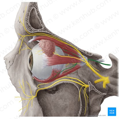 Oculomotor nerve (Nervus oculomotorius); Image: Yousun Koh