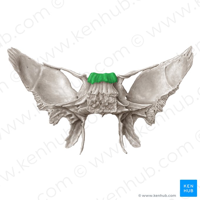 Dorso da sela (Dorsum sellae ossis sphenoidalis); Imagem: Samantha Zimmerman