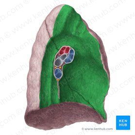 Mediastinal surface of lung (Facies mediastinalis pulmonis); Image: Yousun Koh