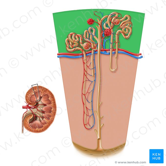 Córtex renal (Cortex renis); Imagem: Paul Kim